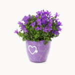 The Crystal in the Stars